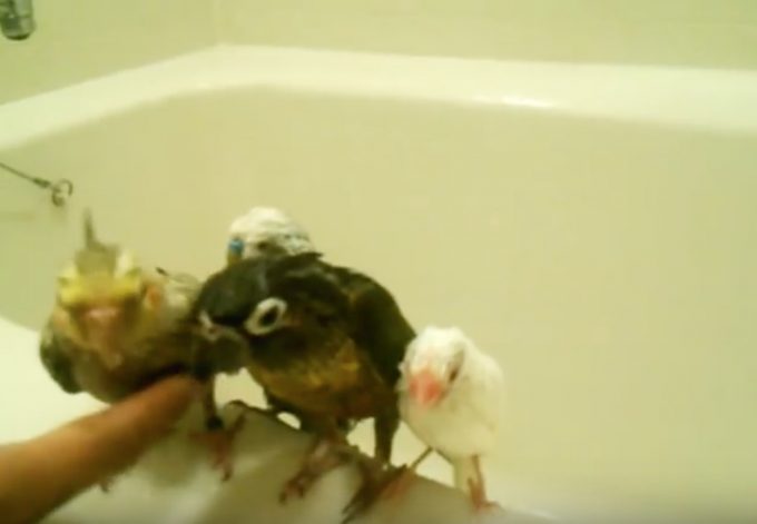 お風呂場で小鳥たちが仲良くシャワーを浴びるおもしろ動画