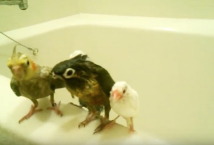 お風呂場で小鳥たちが仲良くシャワーを浴びるおもしろ動画