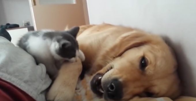 遊びたい子猫と眠たい犬の穏やかで熱き戦い