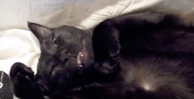 「シェー！」のポーズで寝る黒猫さん