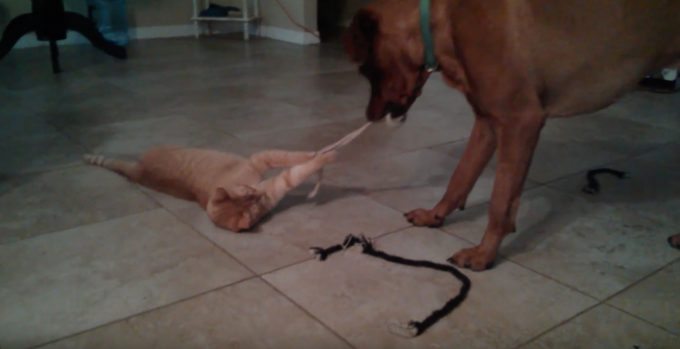 ロープで猫を釣ろうとする犬と気まぐれな猫