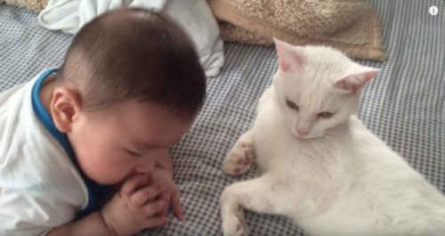ただそれだけで癒される〜白猫と赤ちゃんがベッドでゴロゴロしている動画 癒し・おもしろ動物動画ガイド
