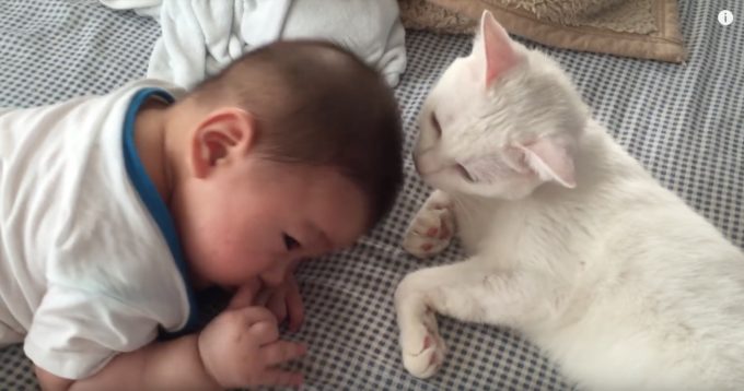 ただそれだけで癒される〜白猫と赤ちゃんがベッドでゴロゴロしている動画