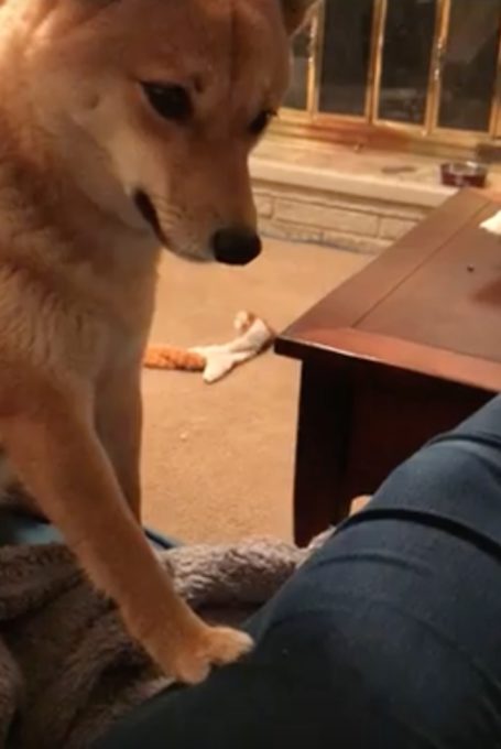 ポップコーンを横取りされた犬の表情がクセになる動画