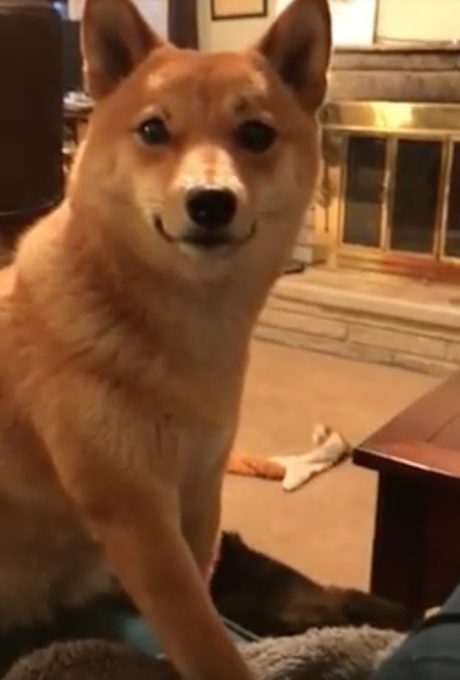 ポップコーンを横取りされた犬の表情がクセになる動画