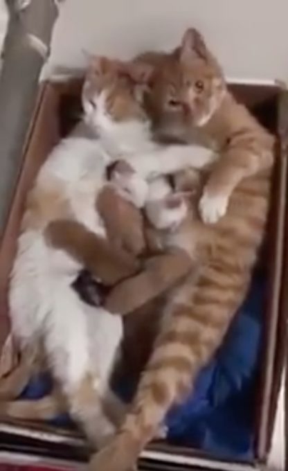 可愛い我が子に囲まれた幸せそうな猫夫婦の動画
